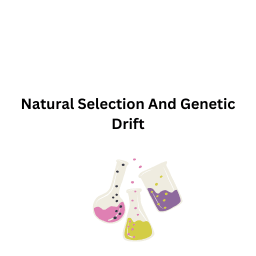 Natural Selection And Genetic Drift